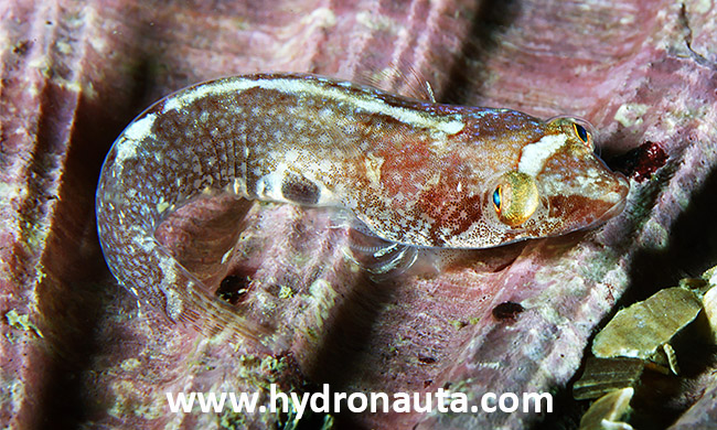 Diplecogaster bimaculata